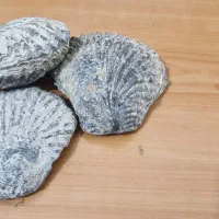 سه عدد فسیل صدف چند میلیون ساله فوق کلکسیونی