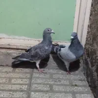 کفتر
