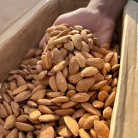 بادم تازه