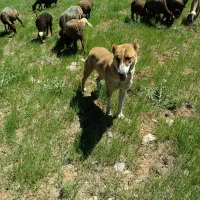سگ گله ای|سگ|موچش, |دیوار