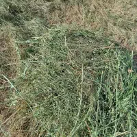 همه نوع گیاه درجه یک کیلویی 15000