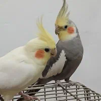 یک جفت عروس هلندی سالم و سرحال
