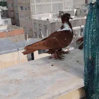 ککیلی الابغاز