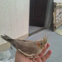 جوجه عروس هلندی