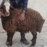 بره نروماده جهت قربونی گوسفند عقیقه ۶ ماهه باقصاب