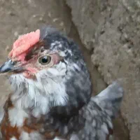یک عدد طوسی نیمچه خروس گلین