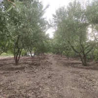 باغ-میوه-مثمر-منطقه-میاندربند-کرمانشاه