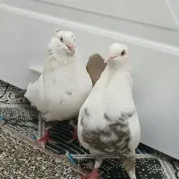 کبوتر