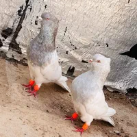 کله ابی الماسی کله سیاه کفتر