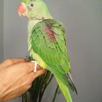 خورشیدی شاه طوطی راهب