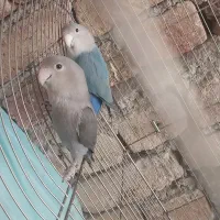 یک جفت طوطی برزیلی مولد همراه با وسایل
