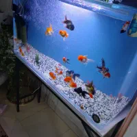شیشه خم  ۸ میل شرکتی