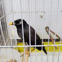 مرغ مینای سخنگو