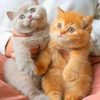 اررزونی پایتخت گربه های اسکاتیش/بریتیش/چینچیلا