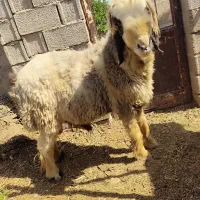 قوچ‌ بزری