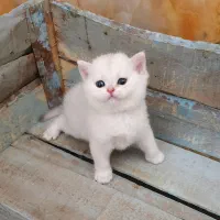 بریتیش|گربه|کرمان, |دیوار