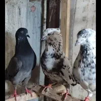 ۱۰ عدد کبوتر