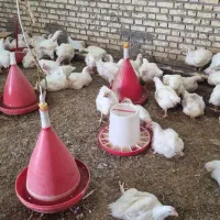 قیمت مرغ زنده ۲۱۰