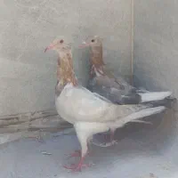هفترنگ
