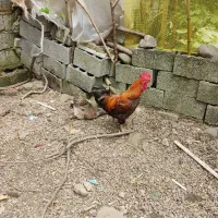 خروس یک ساله