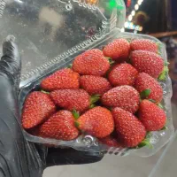 شوکو فرنگی نیشابور