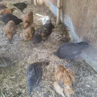 جوجه مرغ فره