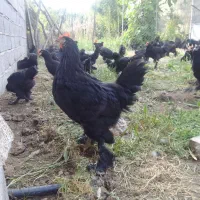 فروش خروس و مرغ مرندی اصیل پا پر مشکی کامل