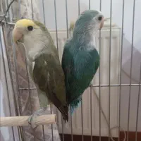 دوجفت طوطی کتوله تخم بچه ای تضمینی