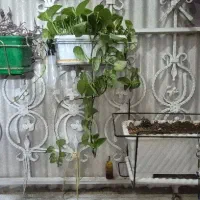 تعدادی گل طبیعی و تعدادی گلدان جنس خوب