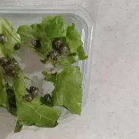 جوجه حلزون آچا تینا
