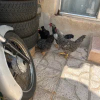 مرغ و خروس
