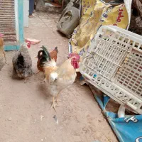 خرید وفروش مرغ خروس