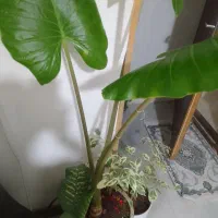 گلهاسالم وسرحال