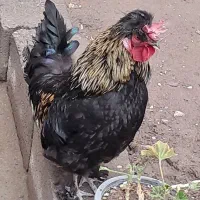 خروس سلطانی