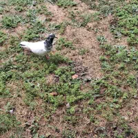 کبوتر|پرنده|کوچصفهان, |دیوار