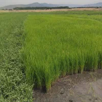 بذر شالی طارم دم سیاه