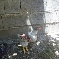 جوجه خروس ویاندوت ۸۰روزه