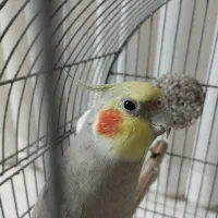 عروس هلندی نر