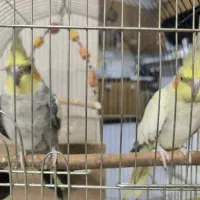 یک جفت عروس هلندی