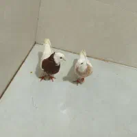 طوقی|پرنده|سبزوار, رضوان|دیوار