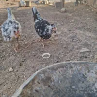 فروش