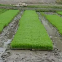 نشای هاشمی(توم)