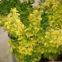 شمشاد طلایی