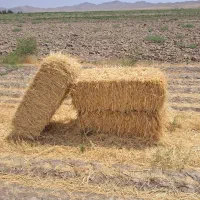 پرس گاوی واسه گاو داری بزرگ و کوچیک