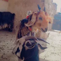 بز بیگ