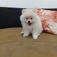 سگ پامر