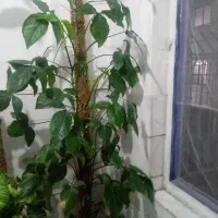 سینگونیوم قلمه