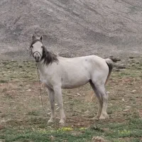 اسب رنگ سفید