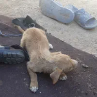 پاکوتا