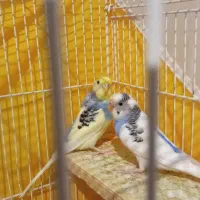 یک جفت مرغ عشق